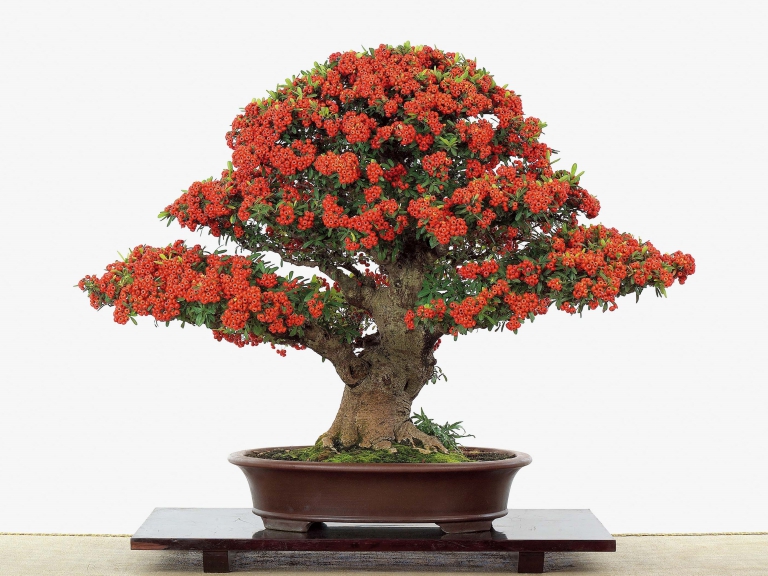 2012台中市樹石藝術協會 狀元紅 