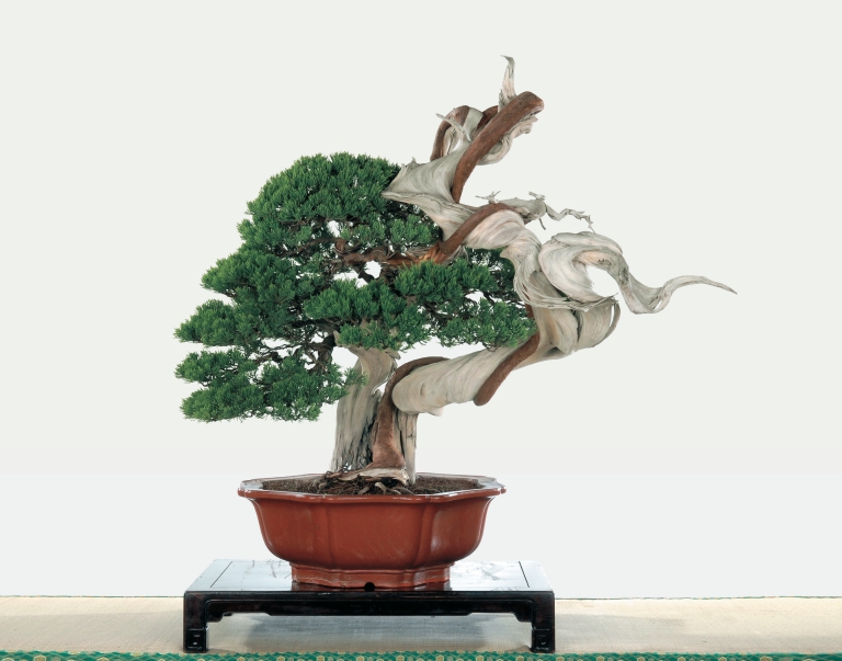貴重盆栽登錄002號-真柏| The Bonsai Clubs International