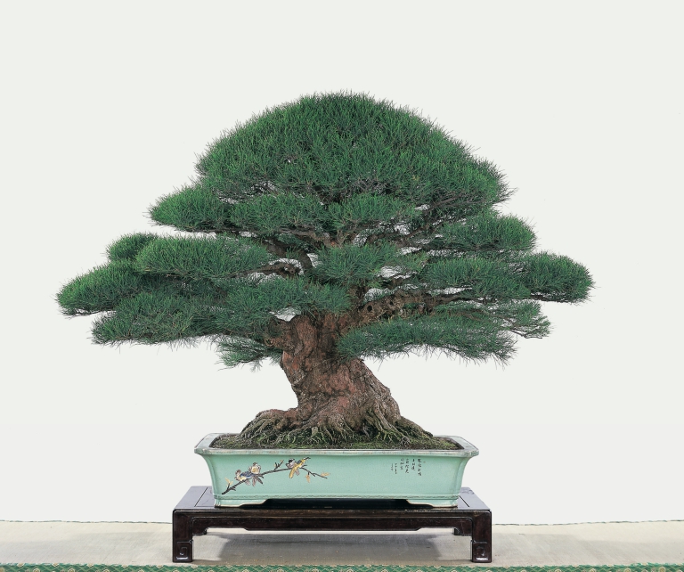 貴重盆栽登錄005號-木麻黃| The Bonsai Clubs International